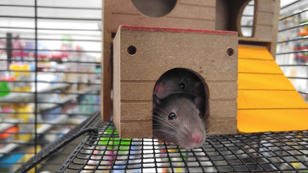 Two gray mice inside brown house